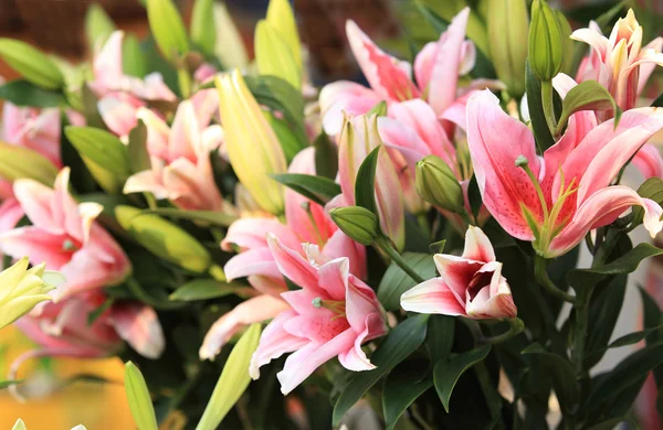 Flores de lírio — Fotografia de Stock