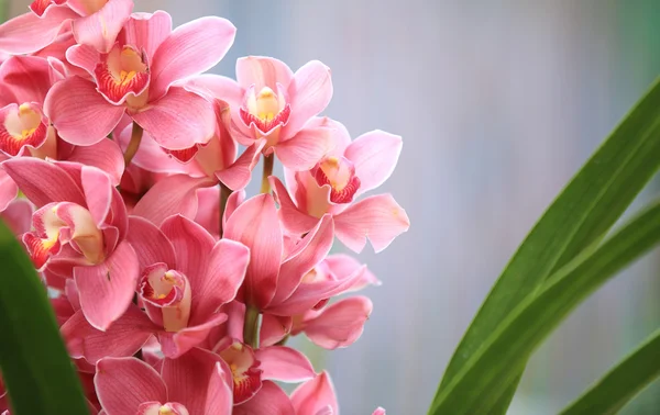 Růžový cymbidium — Stock fotografie