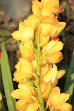 Sarı cymbidium