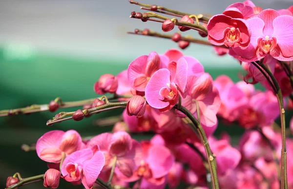 Beautiful phalaenopsis — Stock Photo, Image