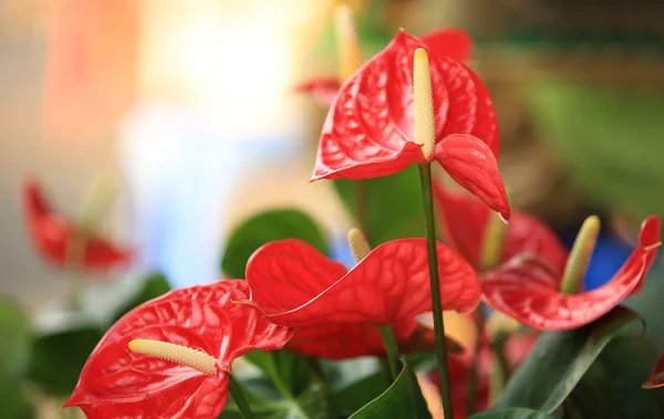 Flor roja de anturio en jardín botánico — Foto de Stock