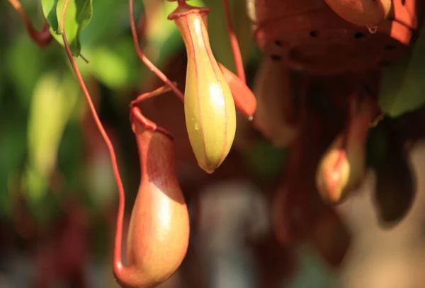 Closeup of nepenthes villosa — Stock Photo, Image