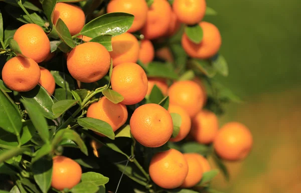 Mandarin oranges grow on tree — Stock Photo, Image