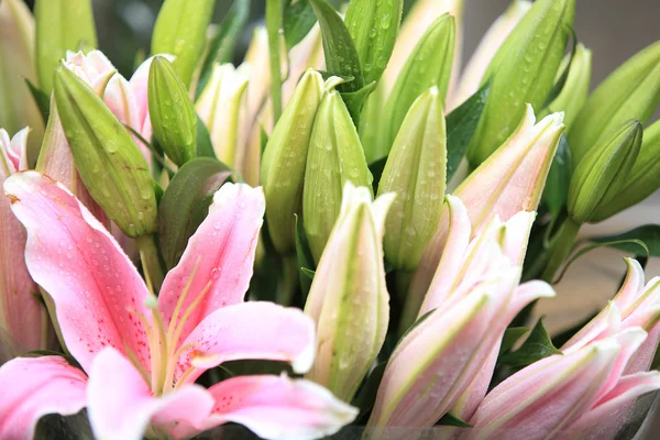 カラフルなユリの花 — ストック写真