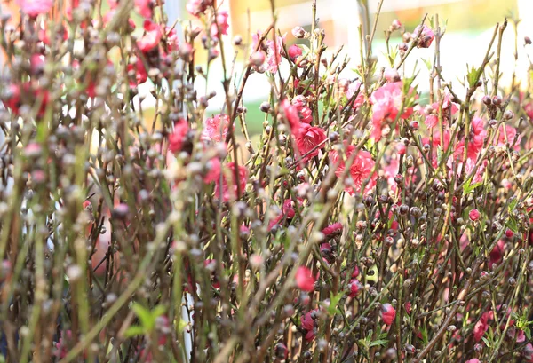 Fiori di pesca — Foto Stock