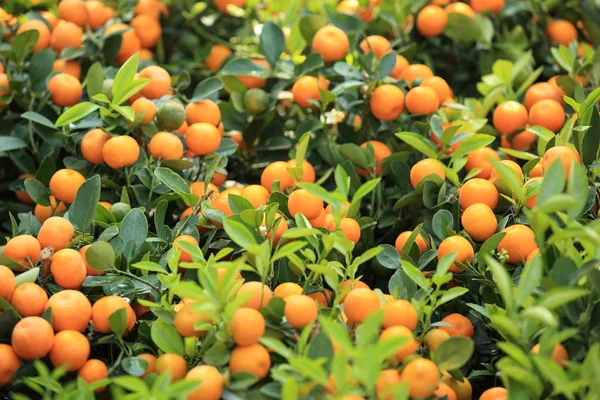 Мандарин апельсины растут на дереве — стоковое фото