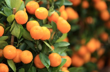 Mandarin portakal ağacı büyümeye