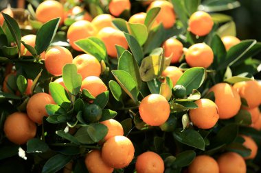 mandalina ağacı