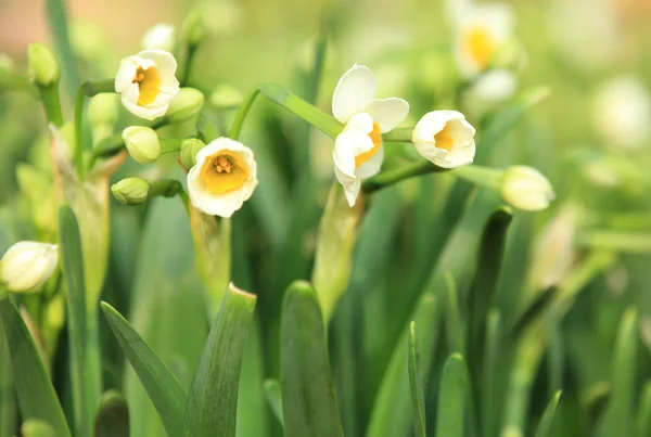 Weiße Narzissenblüten — Stockfoto