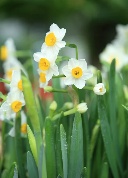 Narcisser blommor — Stockfoto