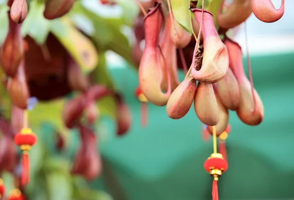 Close-up van nepenthes villosa — Zdjęcie stockowe