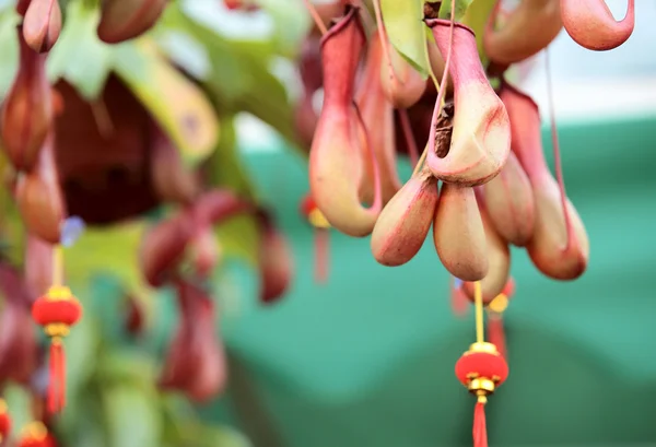 Closeup of nepenthes villosa — Stock Photo, Image