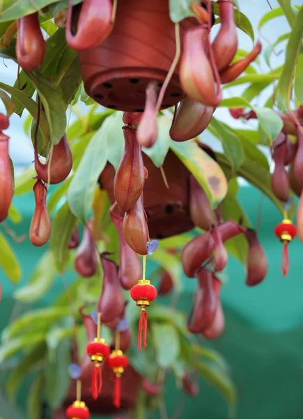 Close-up van nepenthes villosa — Zdjęcie stockowe