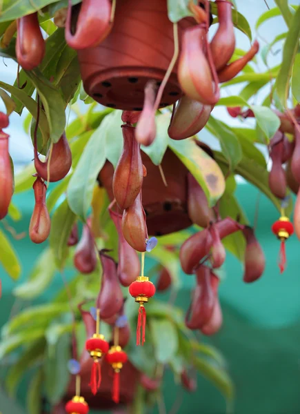 Gros plan de nepenthes villosa — Photo