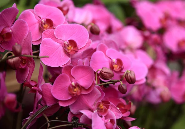 Beautiful purple orchid — Stock Photo, Image