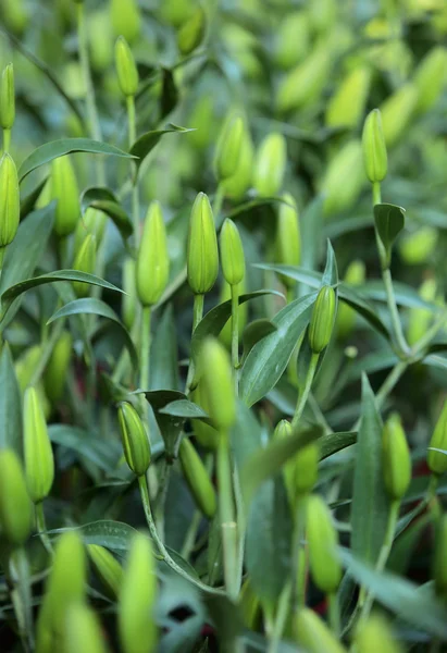 Fresh lily buds — Stock Photo, Image