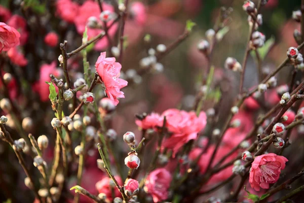 桃の花の花 — ストック写真