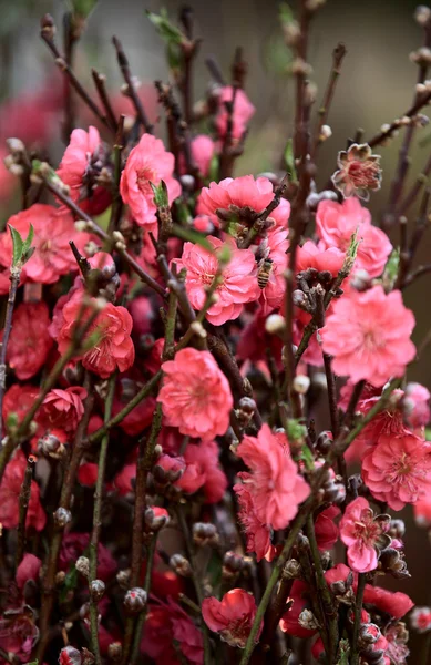 Peach flower blossom — Stock Photo, Image