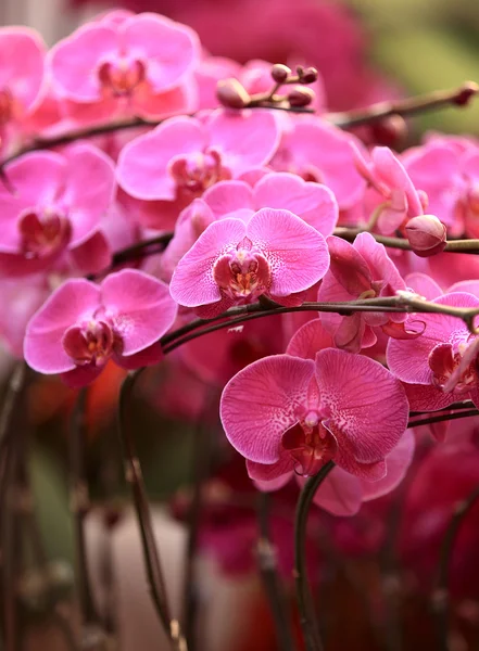 Bella orchidea viola — Foto Stock