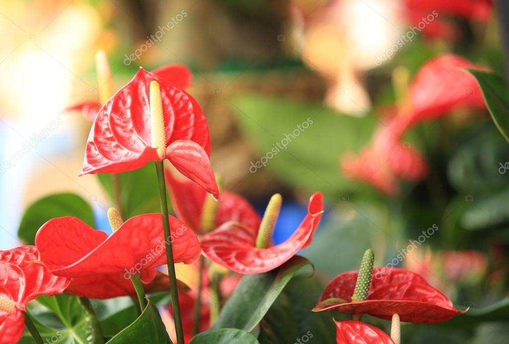 Flor de antúrio vermelho no jardim botânico fotos, imagens de © lzf  #41325255