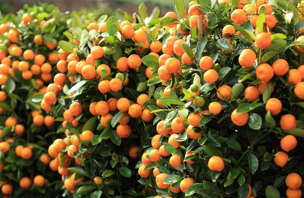 Árbol de mandarín — Foto de Stock