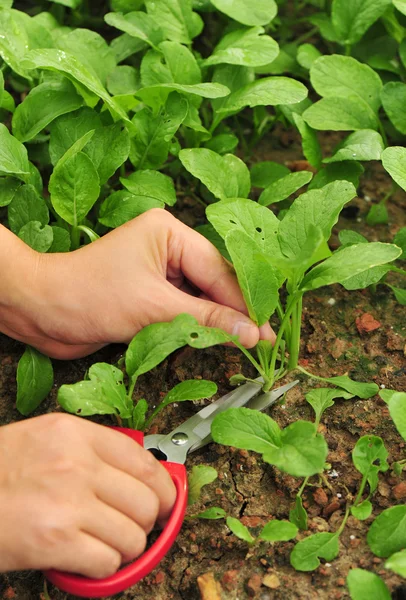 Cosechar verduras — Foto de Stock