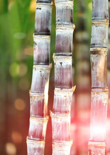 Sugarcane plants — Stock Photo, Image