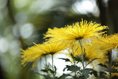 Kasımpatı çiçeği