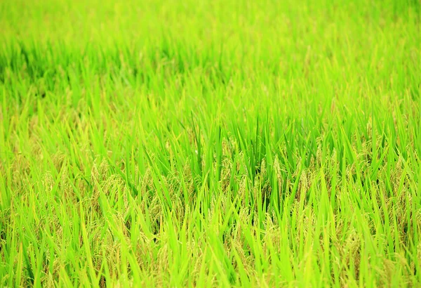 Campo de trigo — Fotografia de Stock