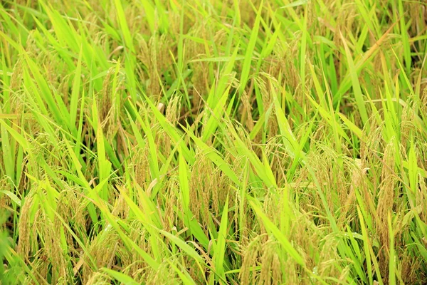 Rice paddy — Stock Photo, Image