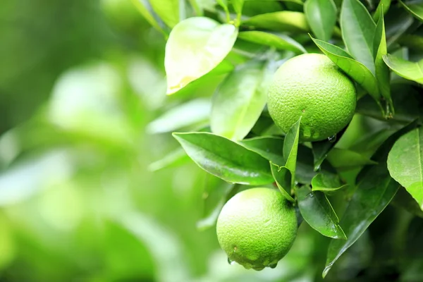 Grüner Schattenbock — Stockfoto