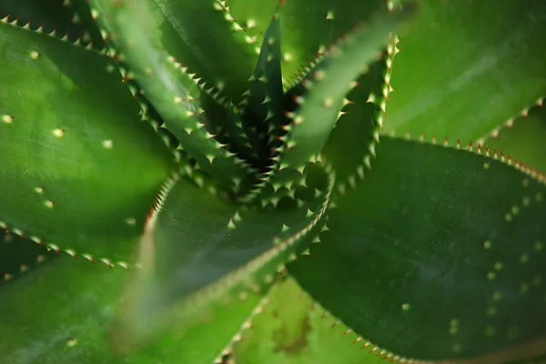 Aloe-Blüte — Stockfoto