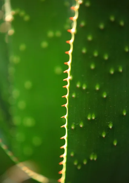 アロエ植物 — ストック写真