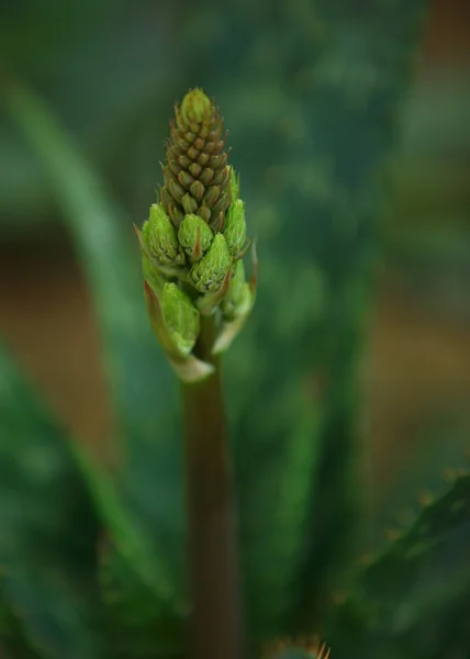 アロエ植物 — ストック写真