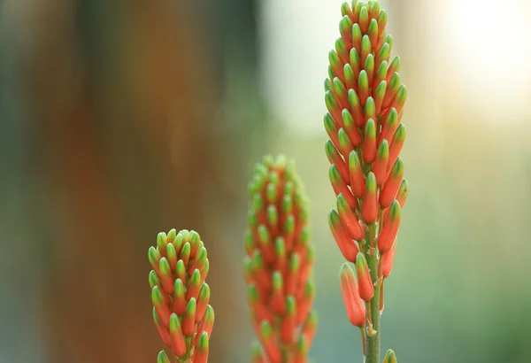 Aloe εγκαταστάσεις — Φωτογραφία Αρχείου