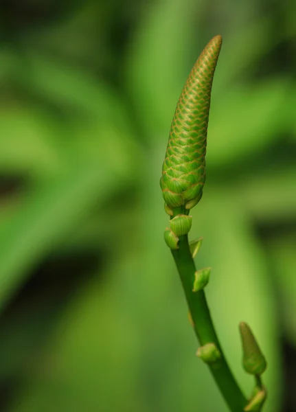 Rostliny Aloe — Stock fotografie