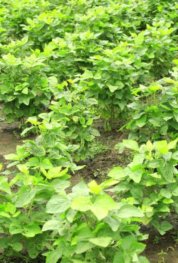 tatlı patates bahçesinde