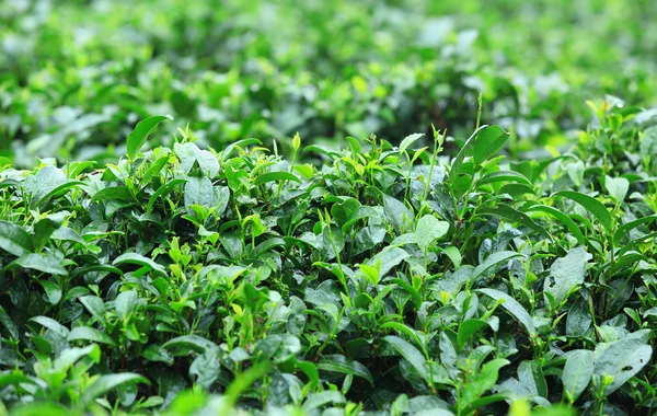 Çay Ağacı