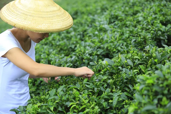 年轻的亚裔女子摘茶树叶 — 图库照片