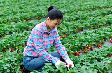 kadın hasat çilek alanı