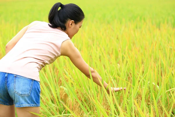 Woman at wheat field — Stock Photo, Image