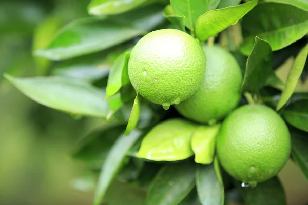 Green shaddock — Stock Photo, Image