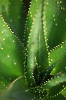aloe tesisi