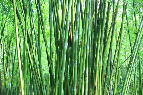 Bamboo — Stock Photo, Image