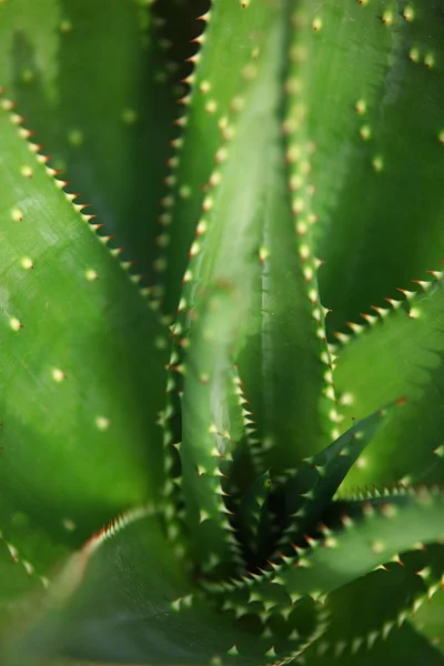 アロエ植物 — ストック写真