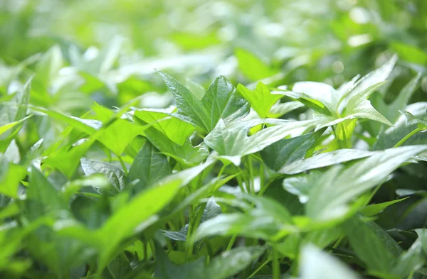 Sweet potato in garden — Stock Photo, Image