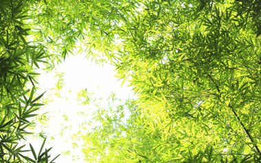 Bambu ormanı