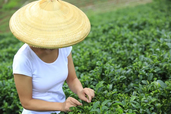 Joven asiático mujer picking té hojas — Foto de Stock