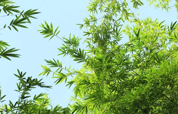 Bambu ormanı