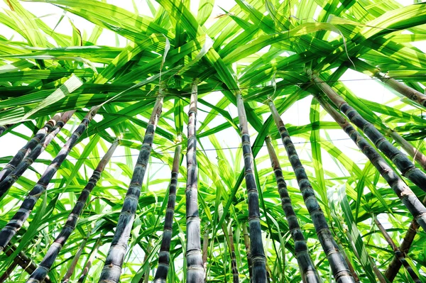 Sugarcane plants — Stock Photo, Image